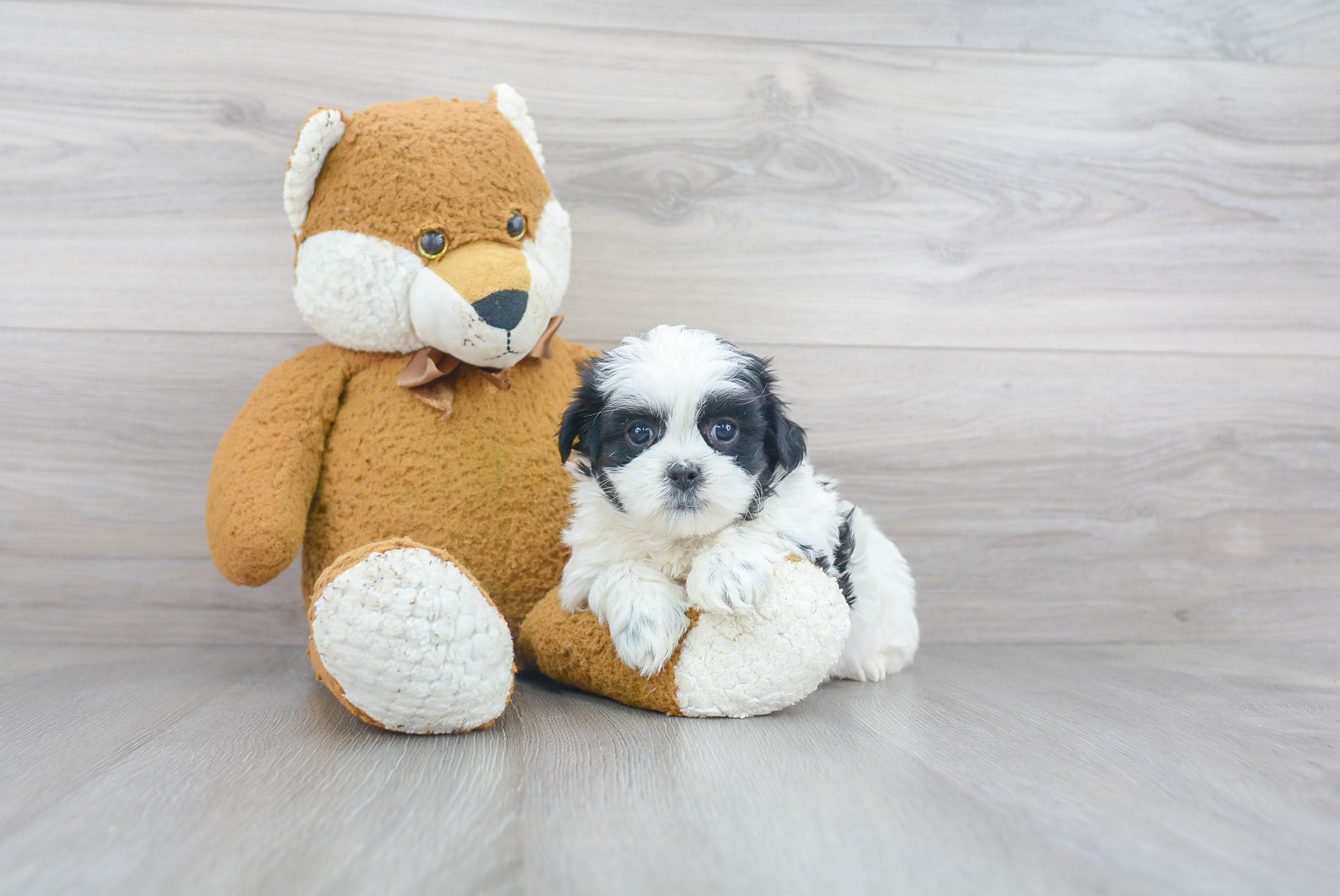 Energetic Shit Designer Puppy