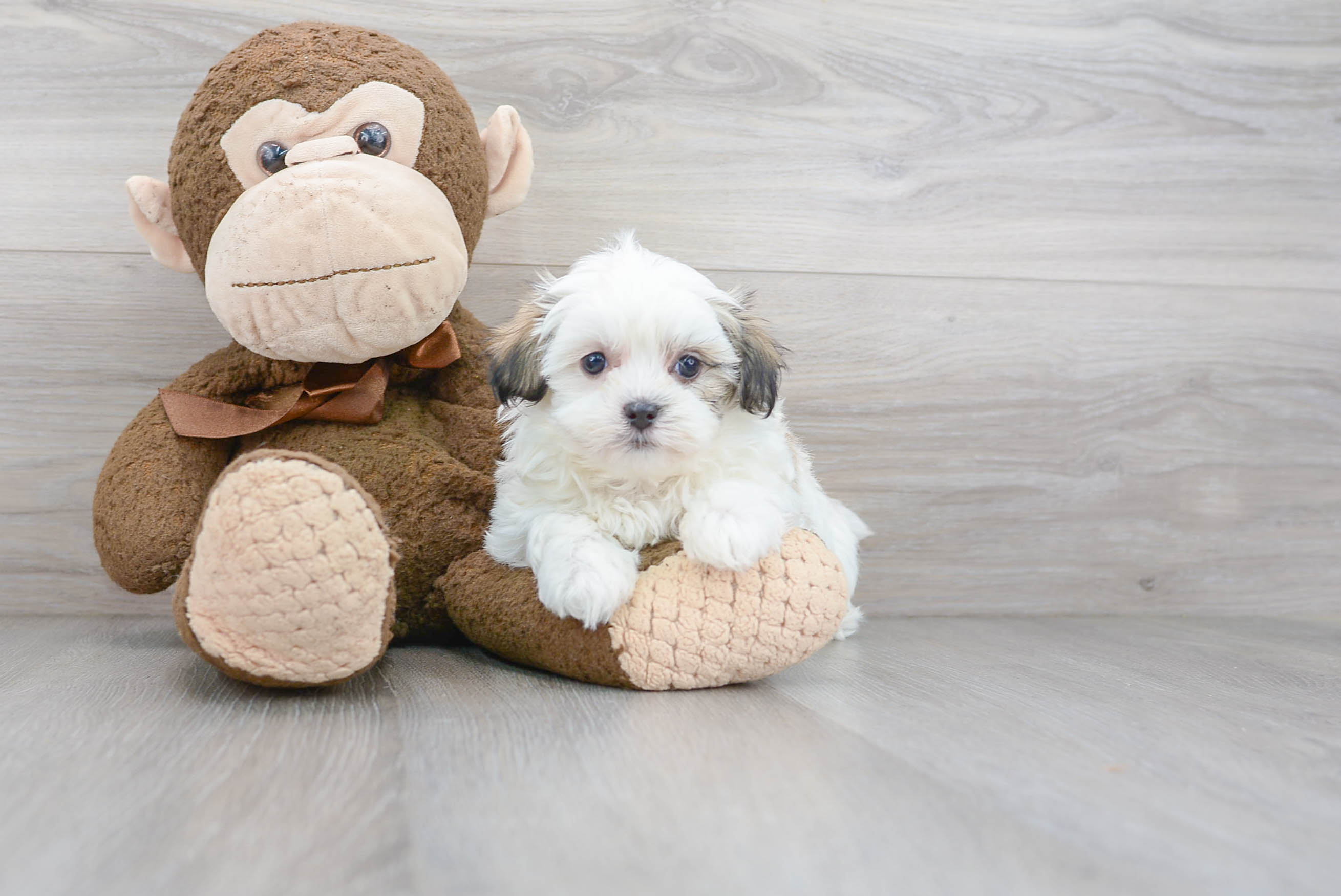 Funny Teddy Bear Designer Pup