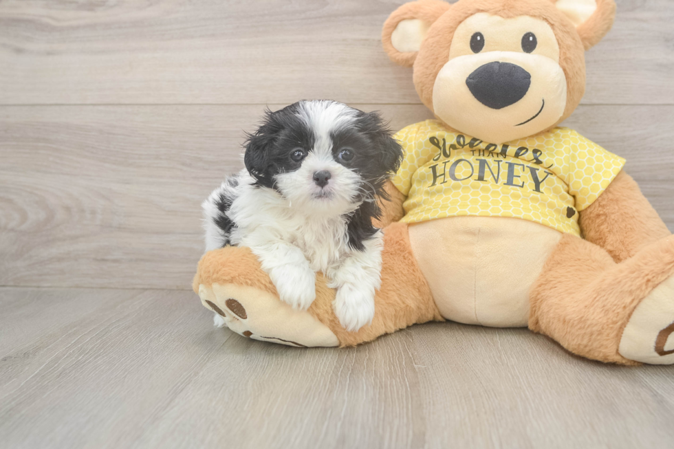 Friendly Teddy Bear Baby