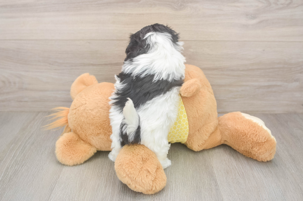 Playful Shichon Designer Puppy