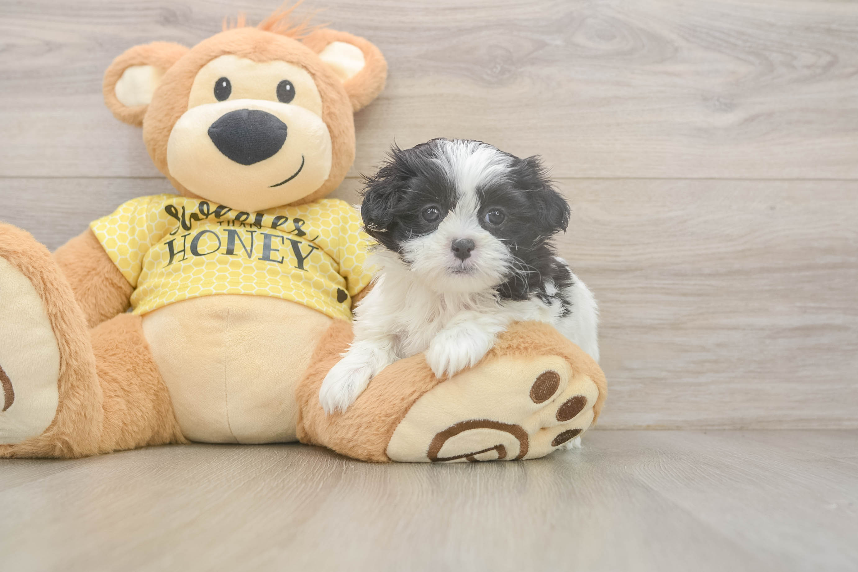 Adorable Shichon Designer Puppy