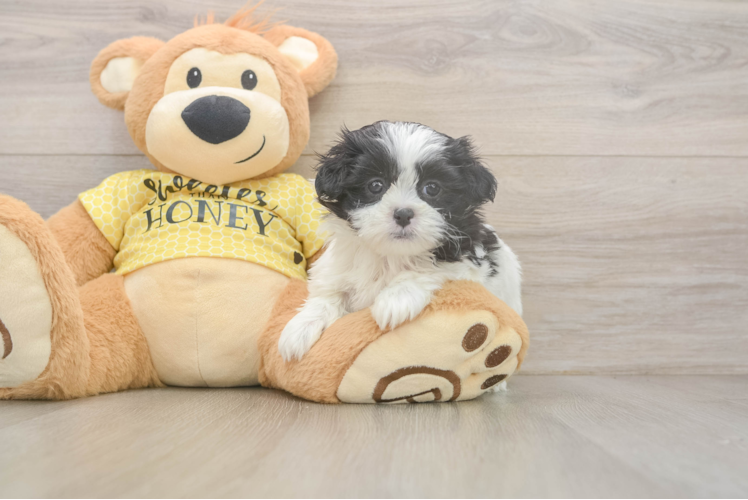 Adorable Shichon Designer Puppy