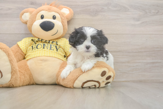 Adorable Shichon Designer Puppy