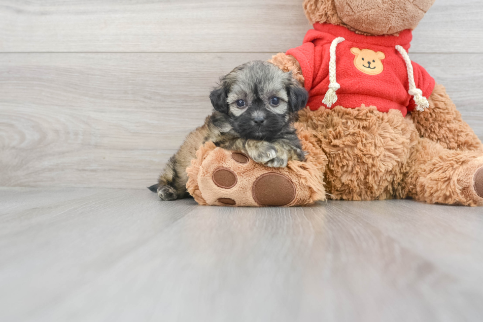 Teddy Bear Pup Being Cute