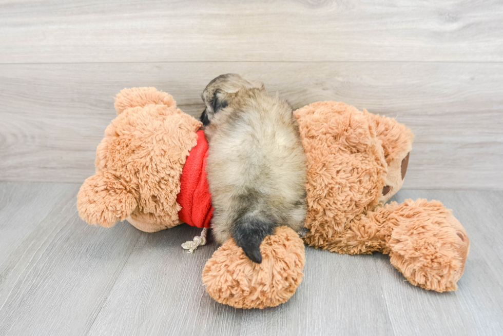 Teddy Bear Puppy for Adoption