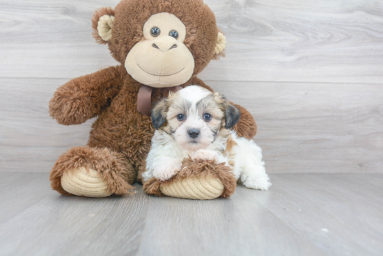 Funny Teddy Bear Designer Pup