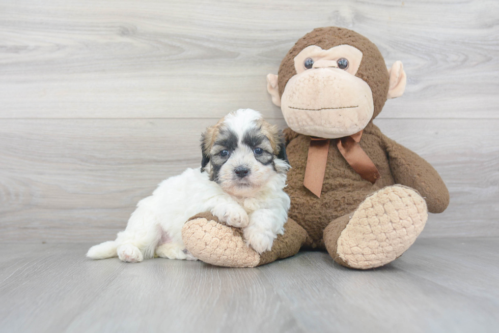 Playful Shi Chon Designer Puppy