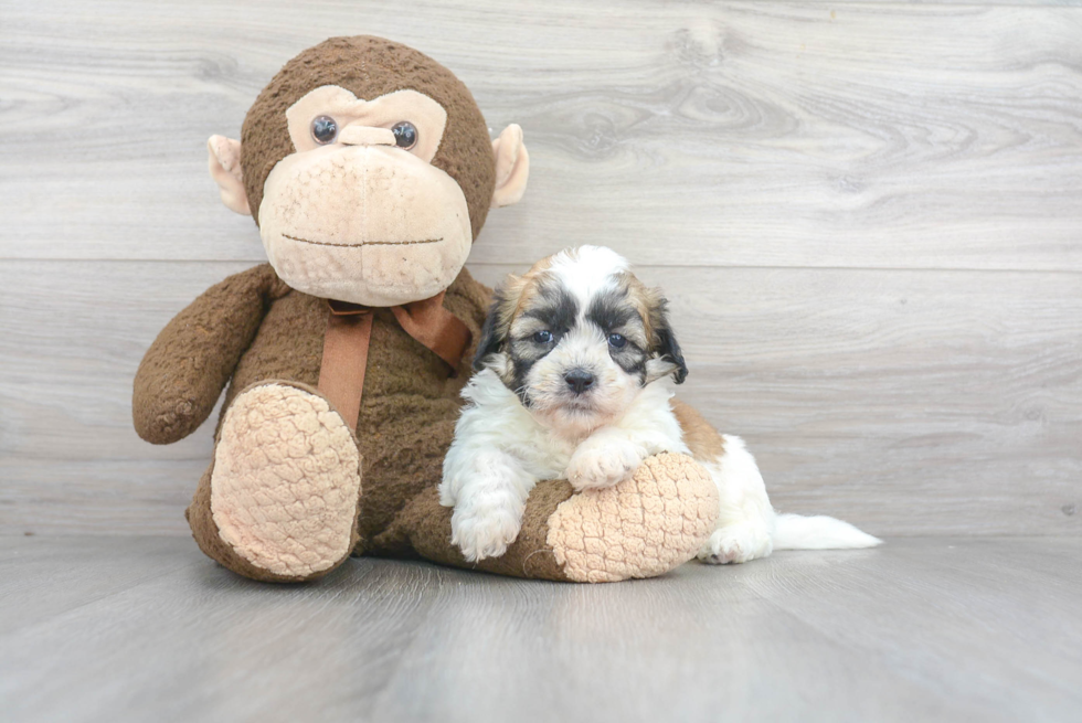 Best Teddy Bear Baby