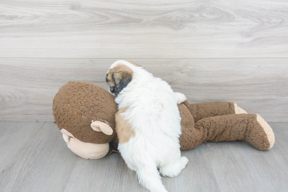 Best Teddy Bear Baby