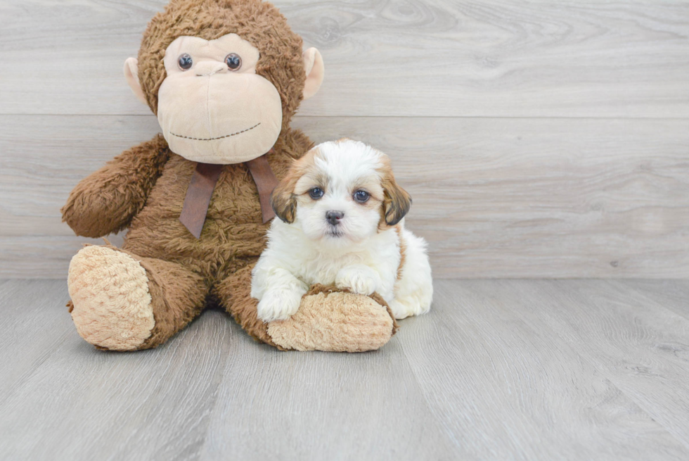 Adorable Shitzu Designer Puppy