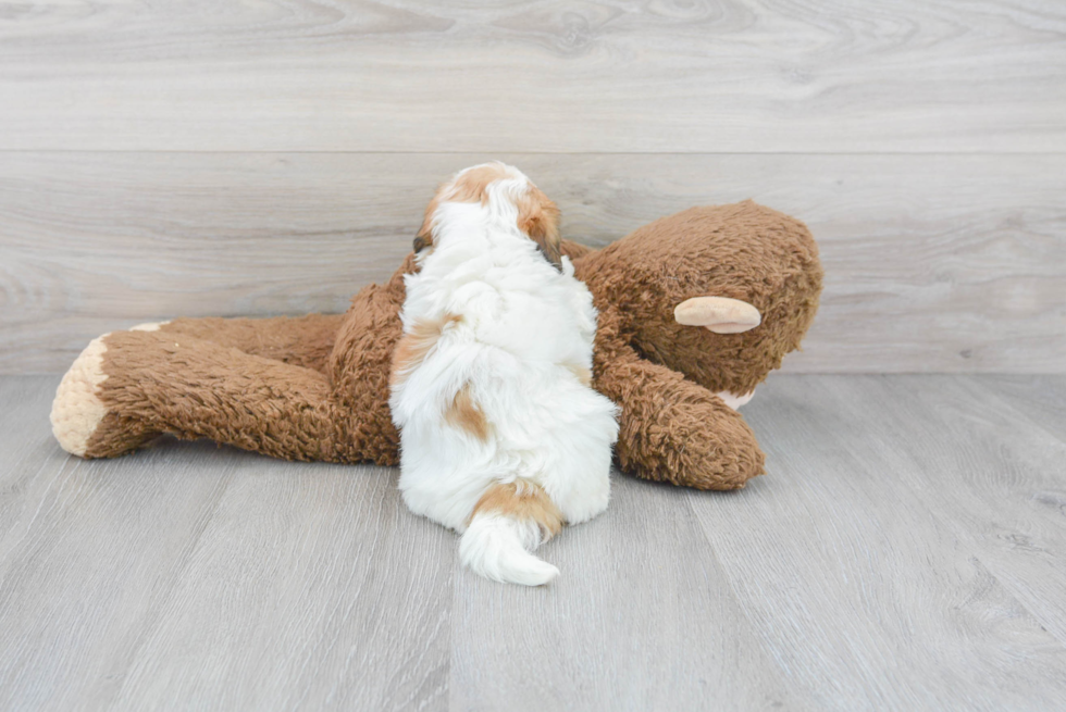 Hypoallergenic Shi Chon Designer Puppy