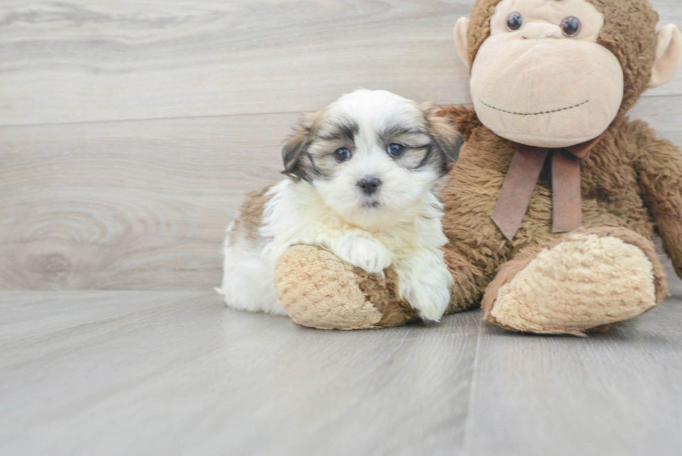 Energetic Shichon Designer Puppy