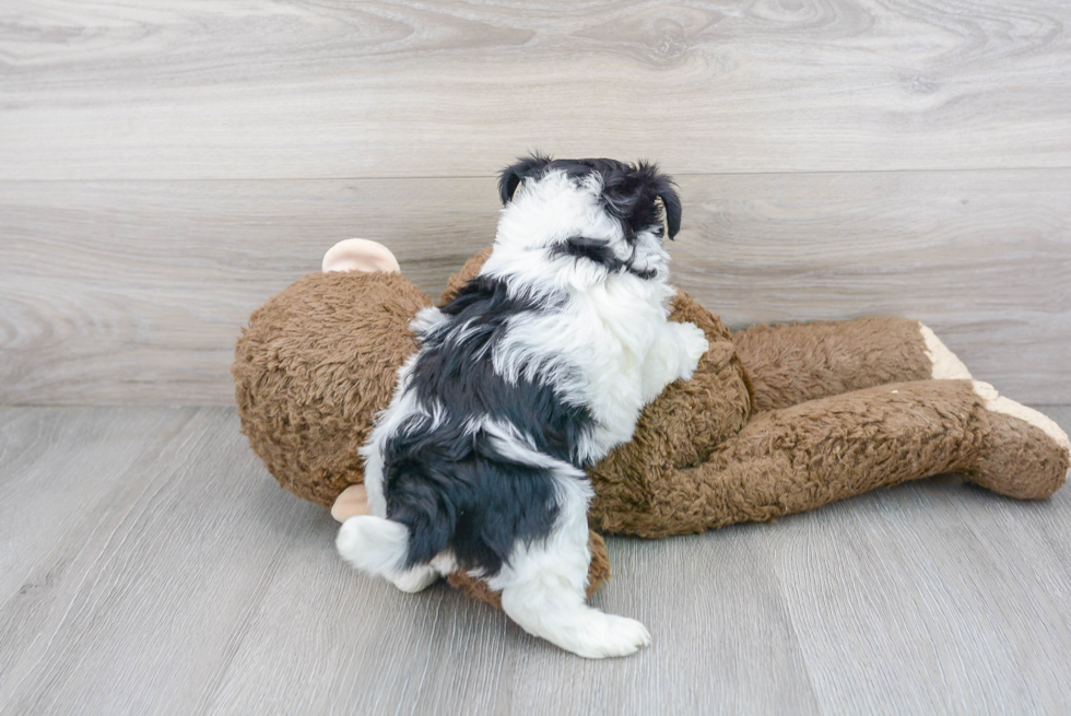 Teddy Bear Pup Being Cute