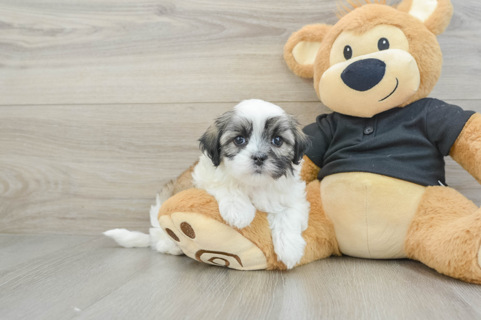 Hypoallergenic Shi Chon Designer Puppy