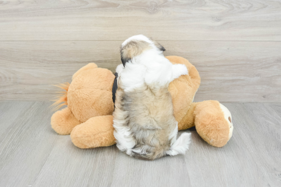 Teddy Bear Puppy for Adoption