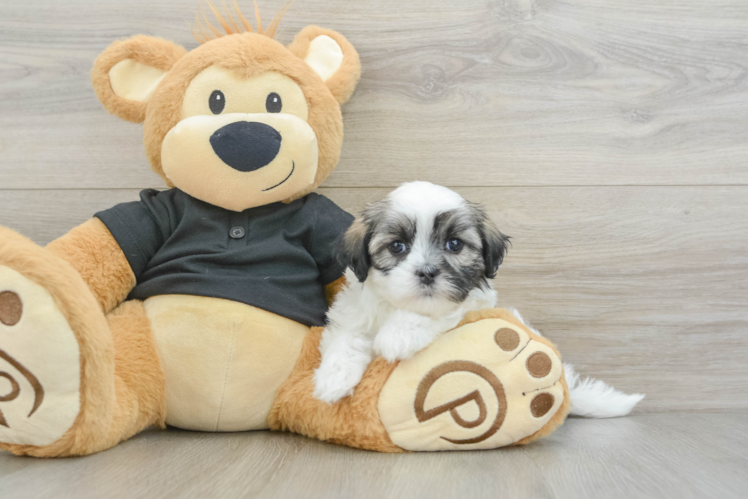 Best Teddy Bear Baby