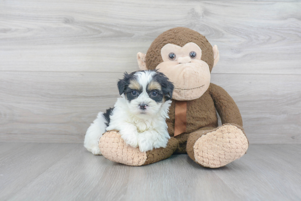 Playful Shichon Designer Puppy