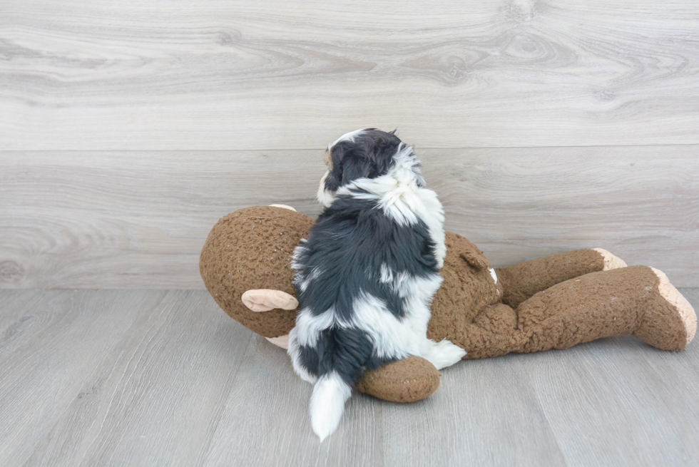 Teddy Bear Puppy for Adoption