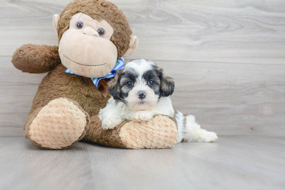 Adorable Shichon Designer Puppy