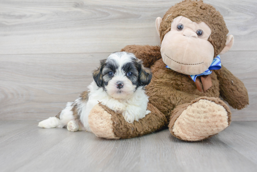 Best Teddy Bear Baby