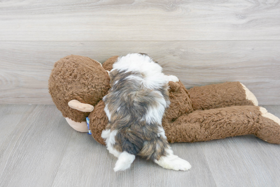 Best Teddy Bear Baby