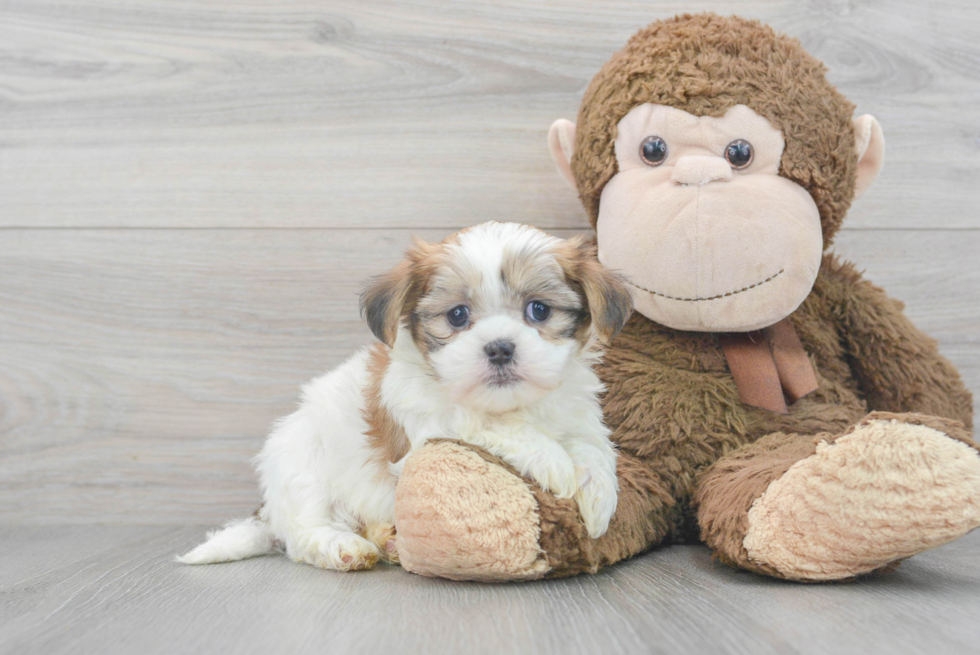 Popular Teddy Bear Designer Pup