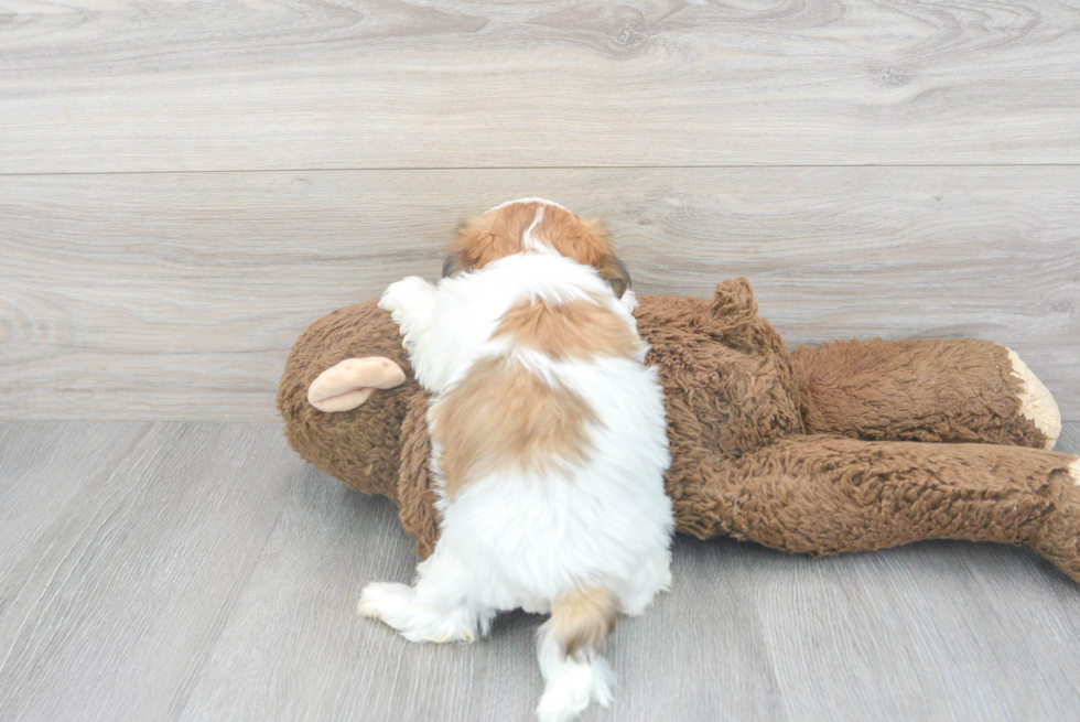 Teddy Bear Puppy for Adoption