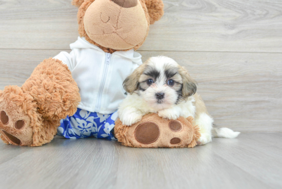 Teddy Bear Puppy for Adoption