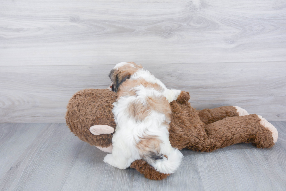 Teddy Bear Pup Being Cute