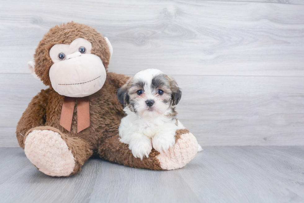 Best Teddy Bear Baby