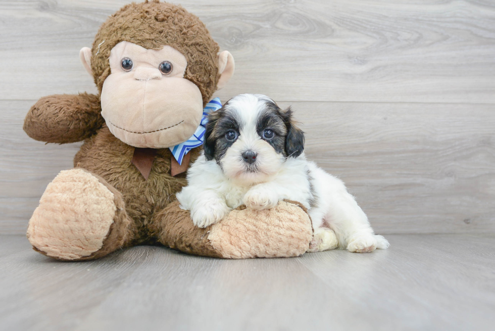 Funny Teddy Bear Designer Pup