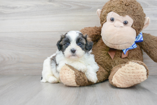 Sweet Teddy Bear Baby