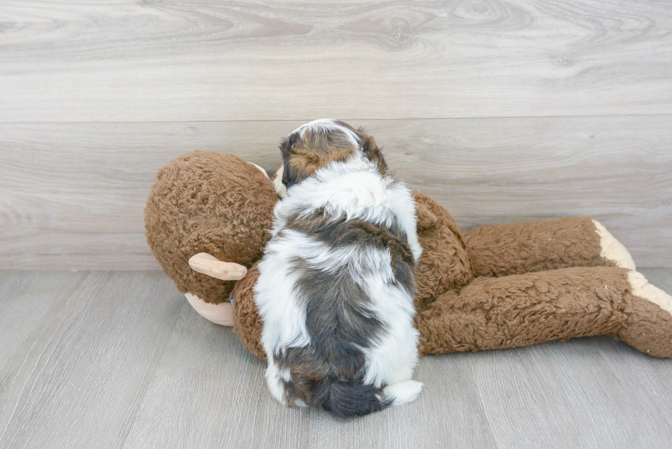 Teddy Bear Puppy for Adoption