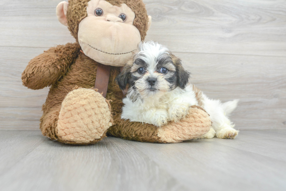 Sweet Teddy Bear Baby