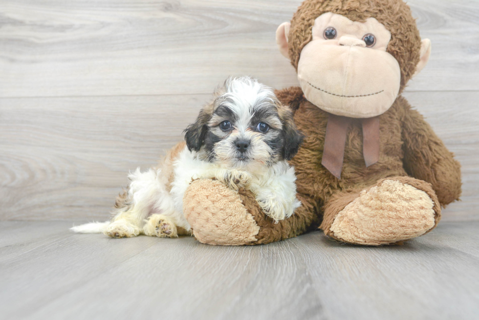 Teddy Bear Puppy for Adoption