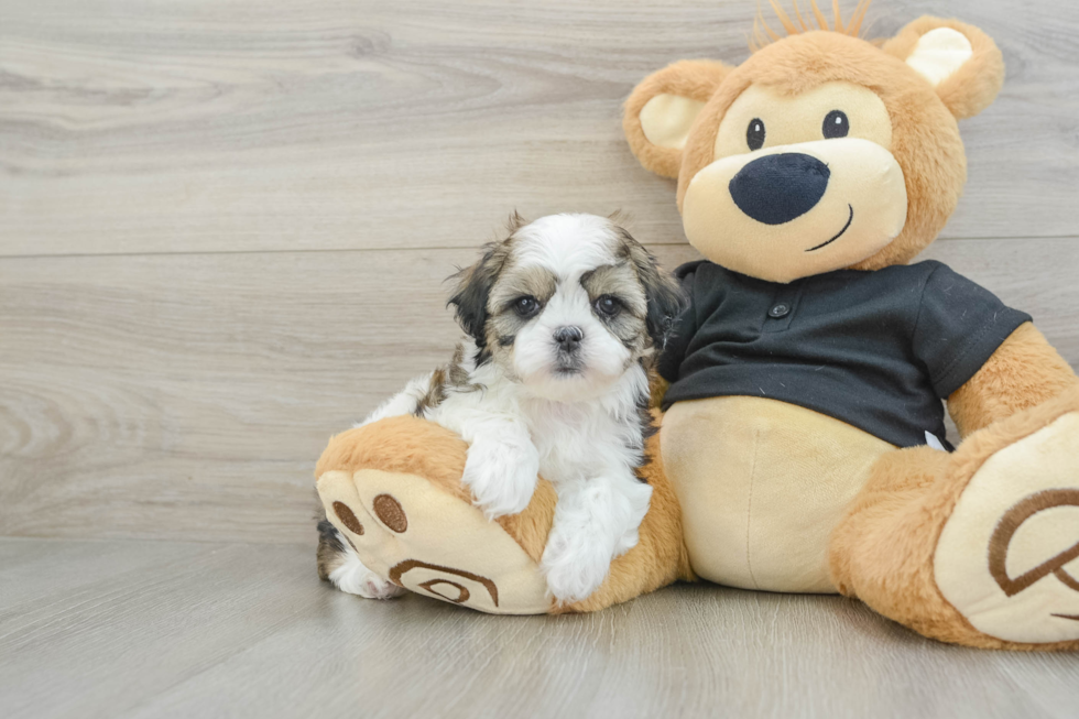 Hypoallergenic Shi Chon Designer Puppy