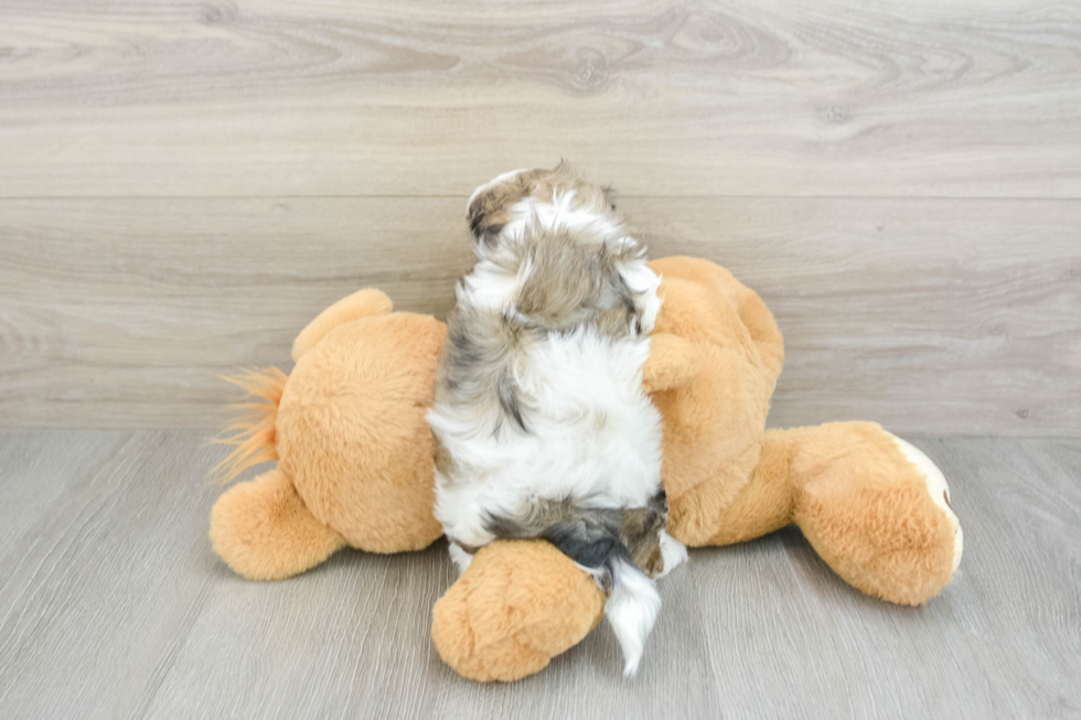 Best Teddy Bear Baby