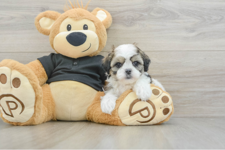 Little Shitzu Designer Puppy