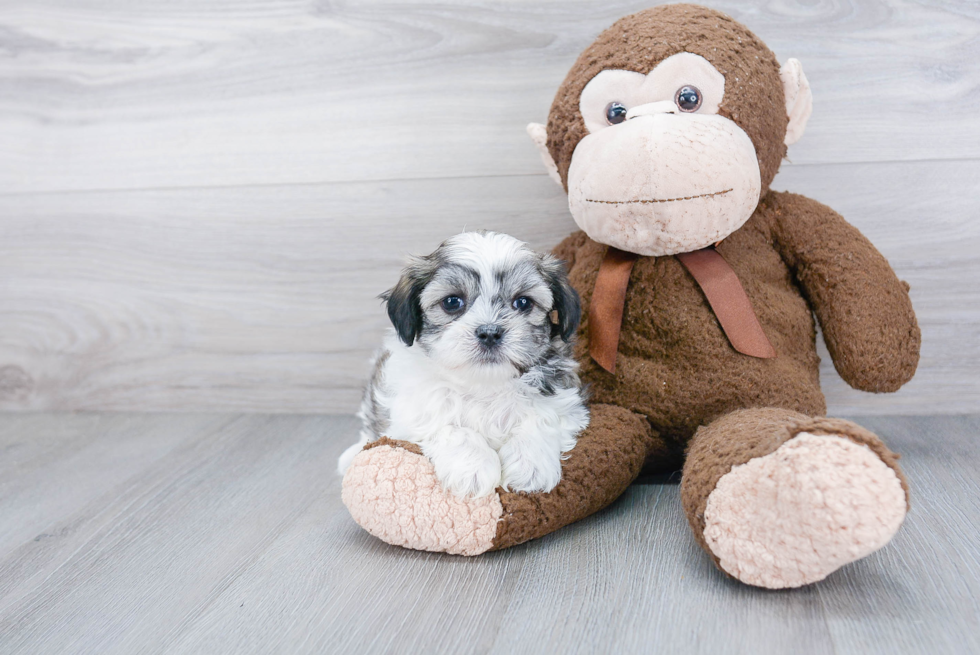 Teddy Bear Pup Being Cute