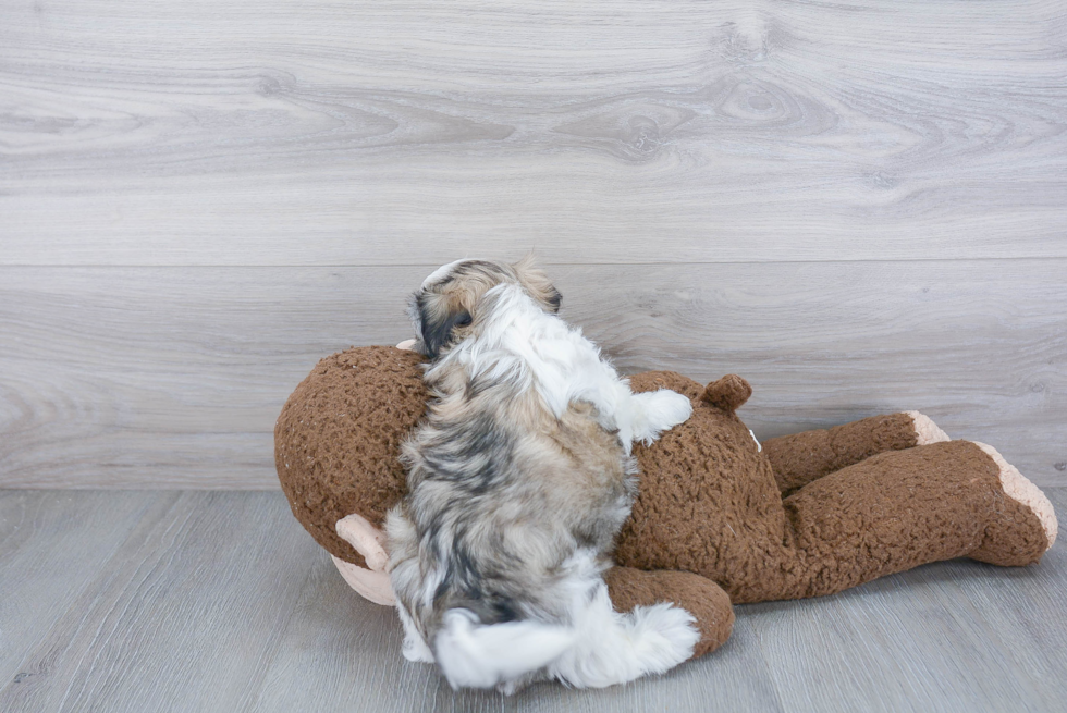 Best Teddy Bear Baby