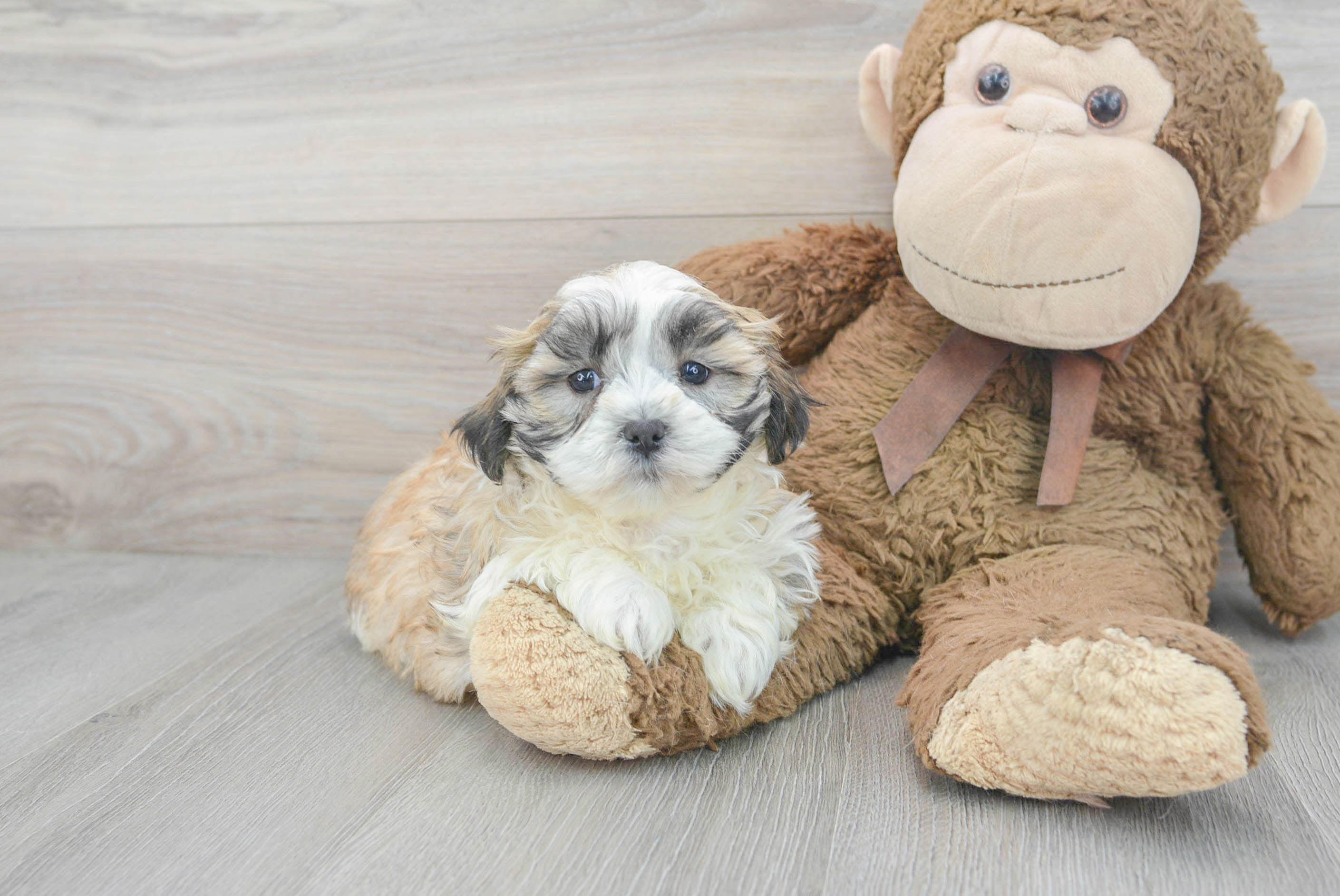 Best Teddy Bear Baby
