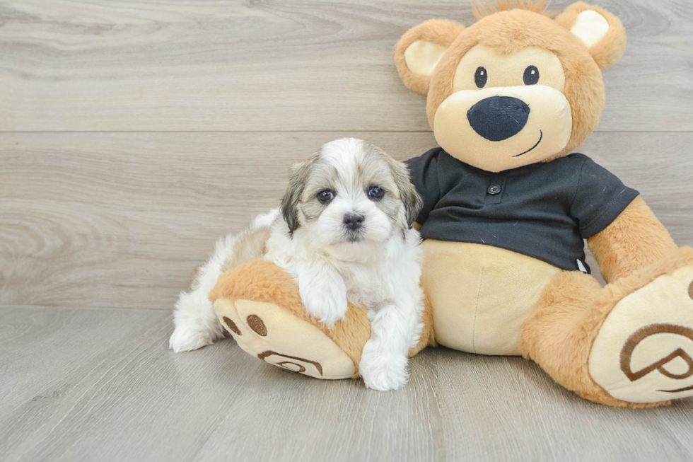 Fluffy Teddy Bear Designer Pup