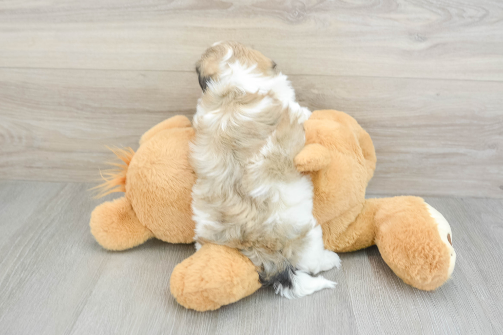 Teddy Bear Puppy for Adoption