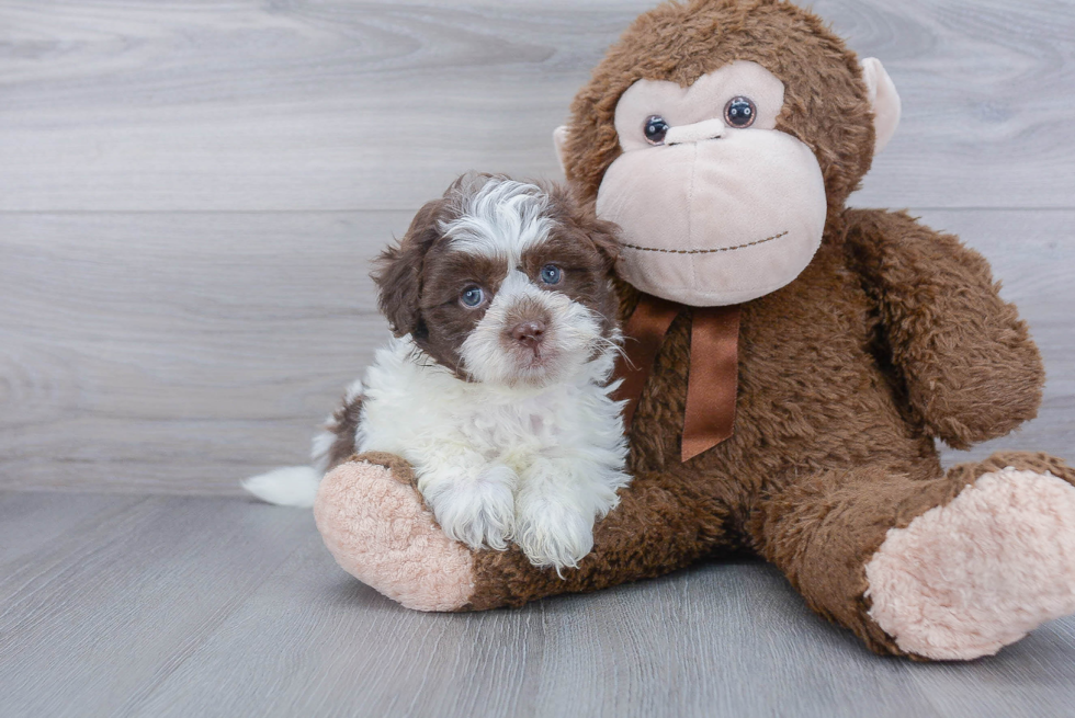 Best Teddy Bear Baby