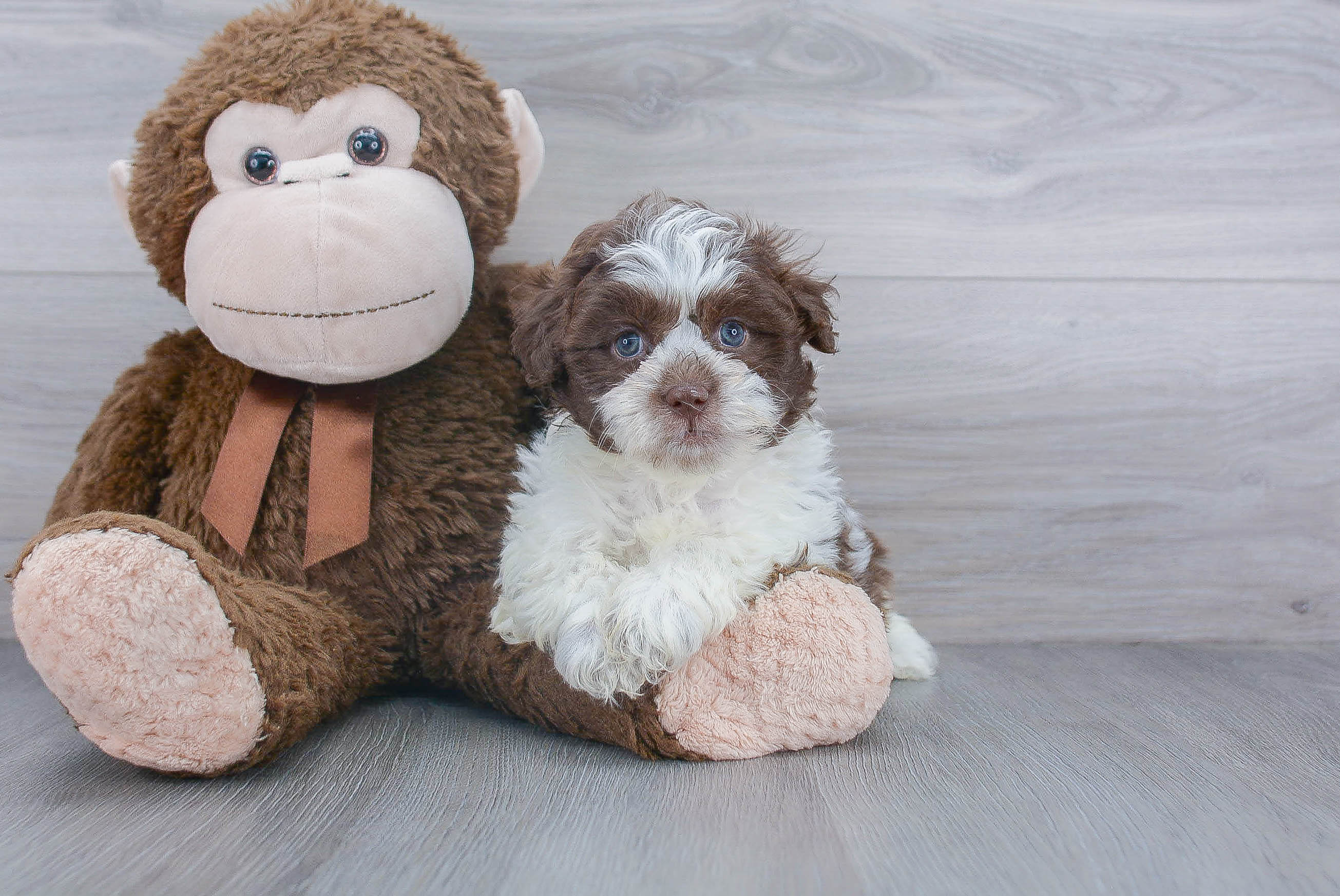 Best Teddy Bear Baby