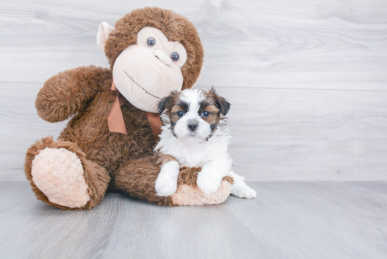 Hypoallergenic Shitzu Designer Puppy