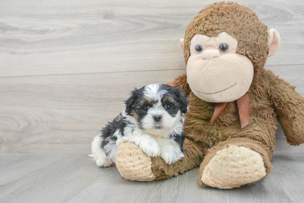 Adorable Shitzu Designer Puppy