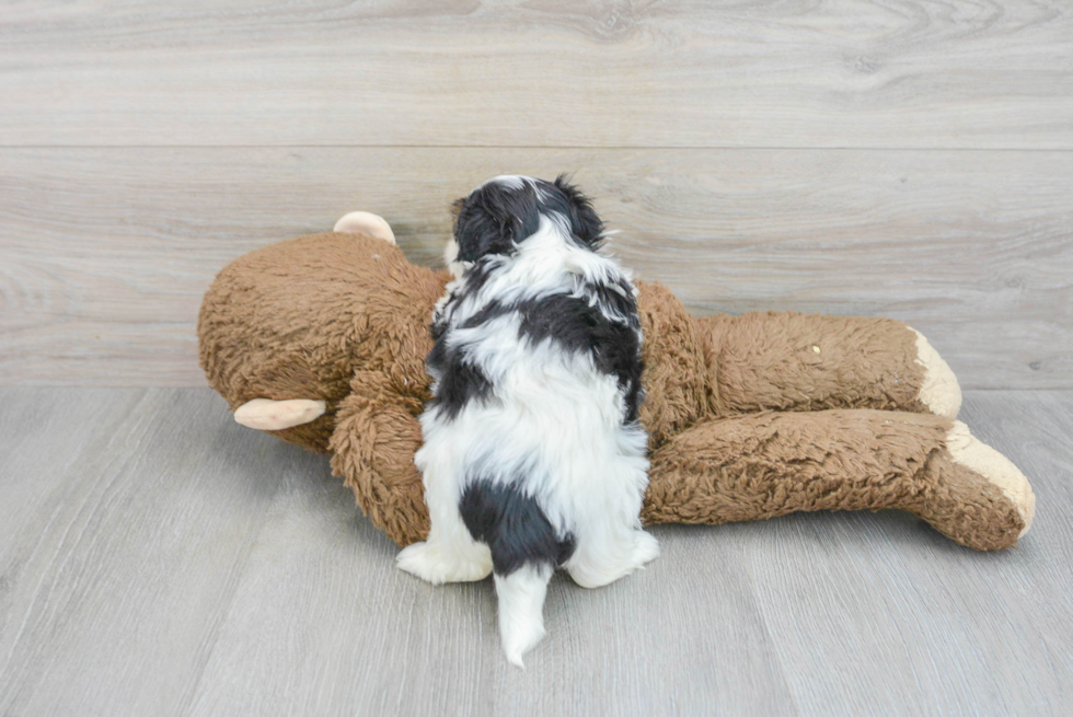 Petite Teddy Bear Designer Pup