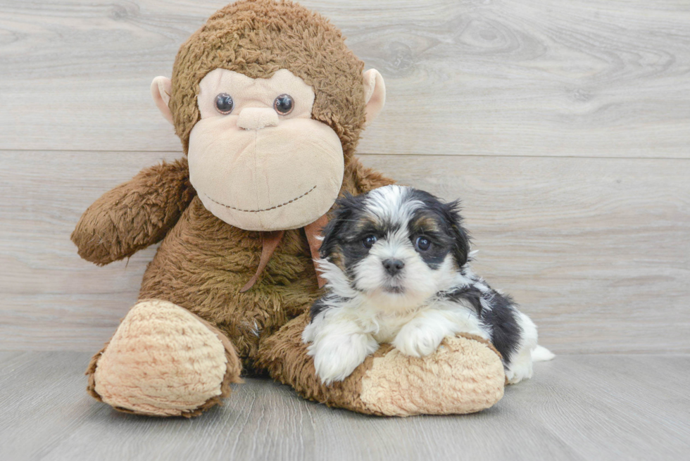 Best Teddy Bear Baby