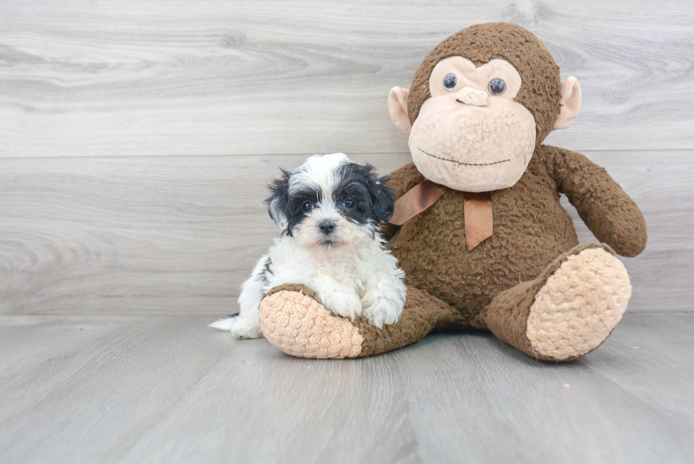 Teddy Bear Puppy for Adoption